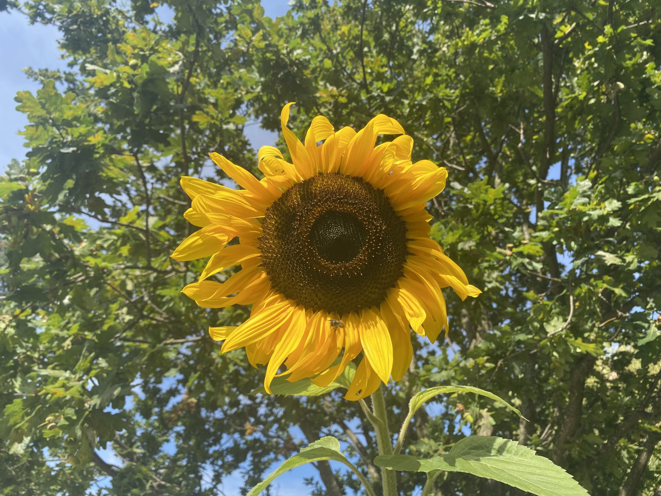 sunflower