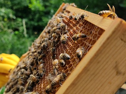 honey bees on a frame of honey comb