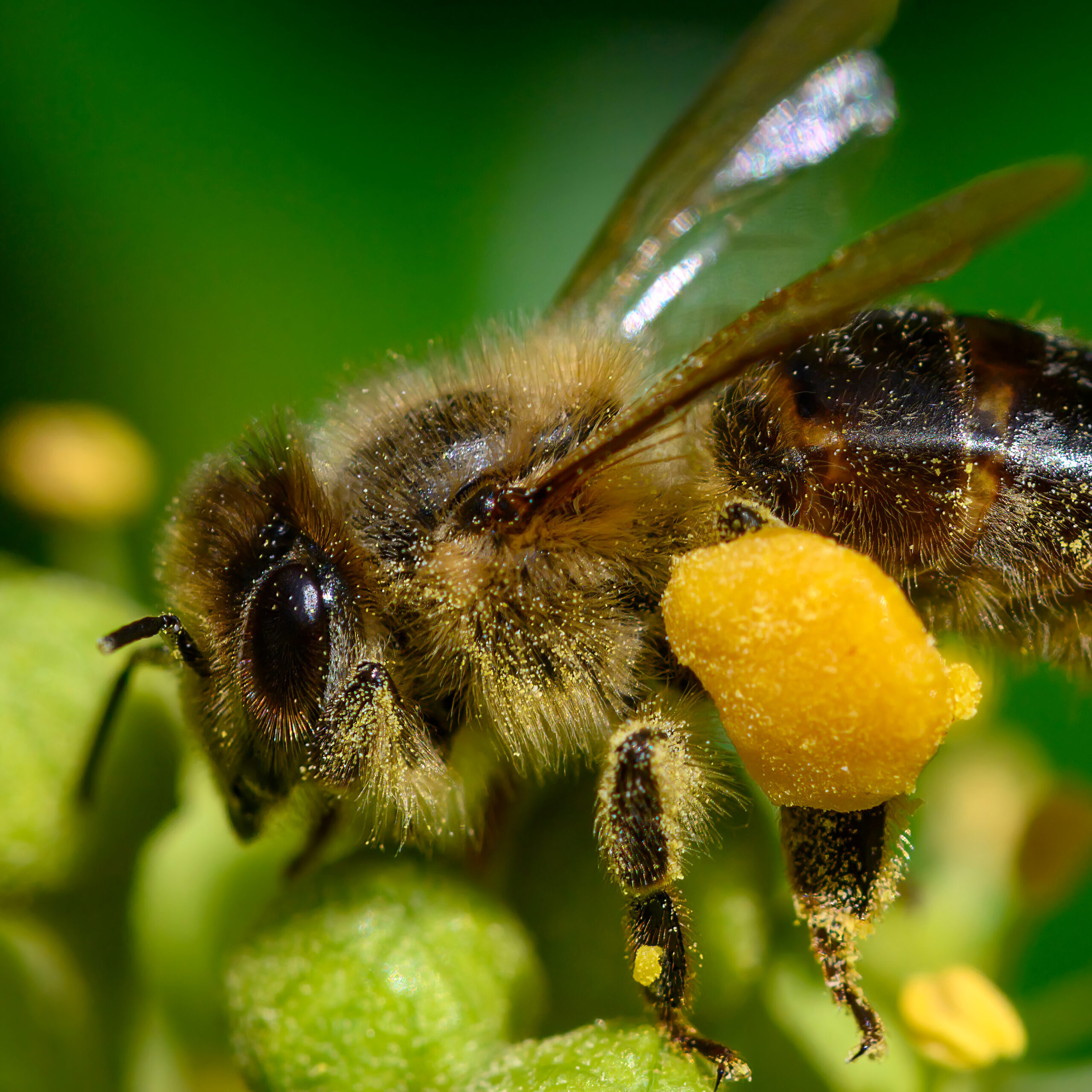 Honey bee foraging on ivy